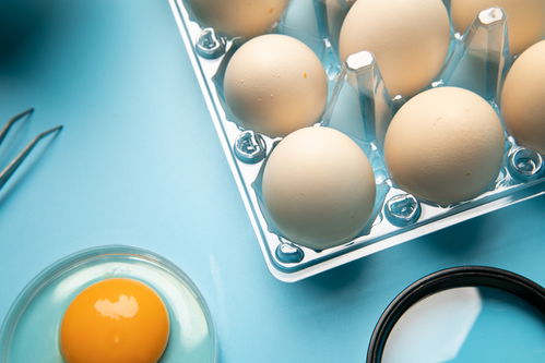 無(wú)菌雞蛋食品安全農(nóng)業(yè)科技食品培育攝影圖 插畫 下載至來(lái)源處